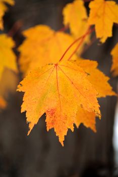 Brightly lit golden colors of the autumn season