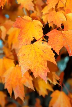 Brightly lit golden colors of the autumn season