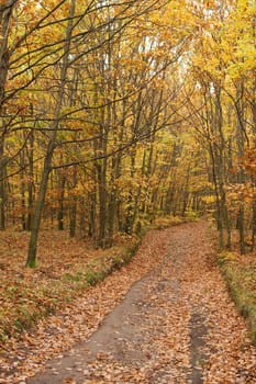 Path leading through an autumn forest