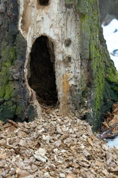 Tree trunk with a den dug in it