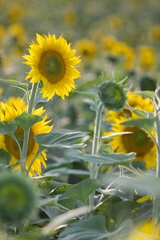 Sunflower closeup on an agricultural field