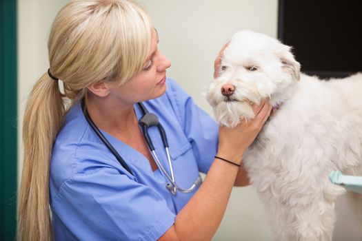 Close-up of blond female veterinarian examining dog