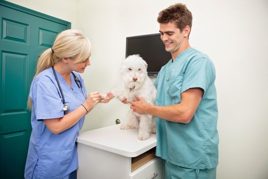 Female veterinarian with assistant examining dog's paw