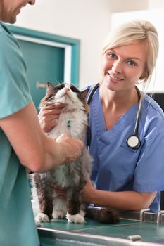 Veterinarian injecting cat with the help of female assistance