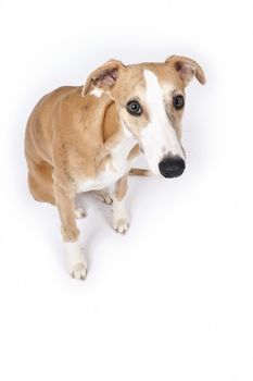 An image of a beautiful whippet dog on white background