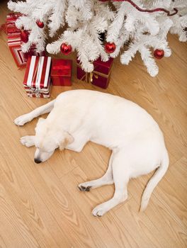 Beautiful Labrador retriever on Christmas day lying on the floor