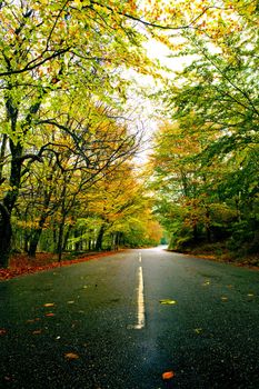 Autumn landscape with a beautiful road with colored trees