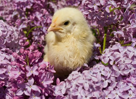 close-up chick sitting in lilac flowers