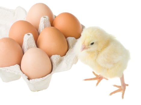 chick standing near container with eggs, isolated on white