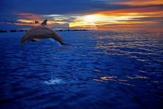A dolphin jumping in the sunset on Curacao