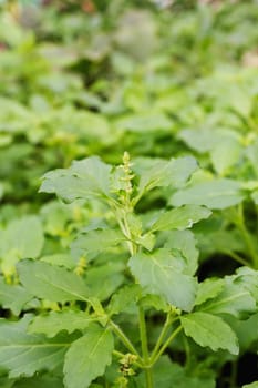 Pile of fresh green basil