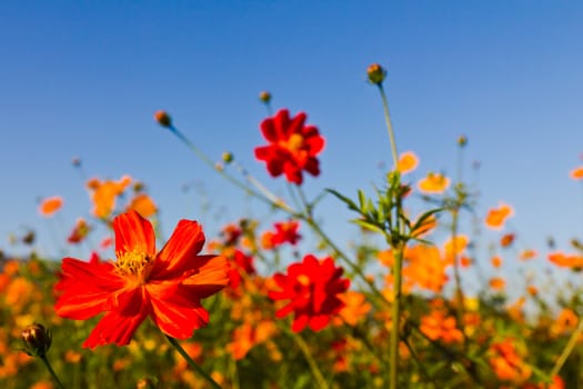 Cosmos flower and blue sky