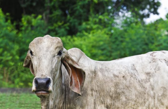 Cow looking in the lens,Thailand