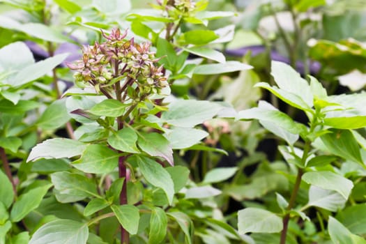 Pile of fresh green basil and flower of sweet basil