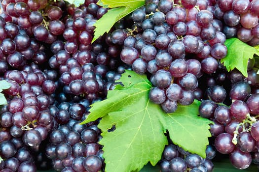 Fresh grape cluster with green leafs