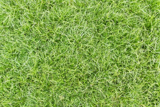 Green healthy grass texture backgound