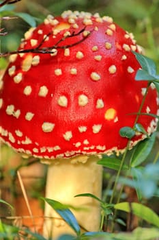 Amanita poisonous mushroom 