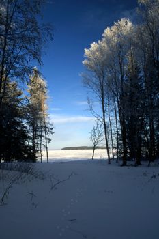 Tall trees in snowy winter with blue sky