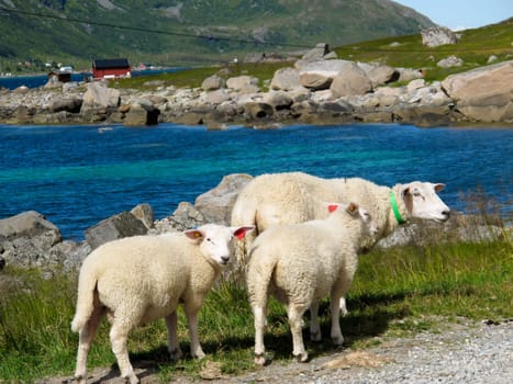 Picturesque landscape with sheeps at Norway islands
