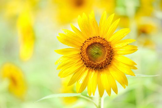 Sunflower