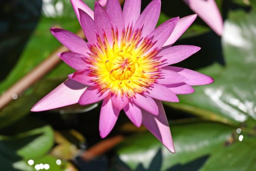 waterlily