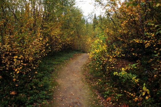 A small mountain road in autumn with yellow and red leaves