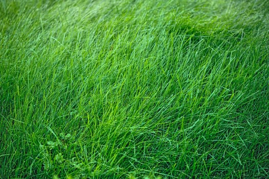 Close up of green grass grows on the lawn