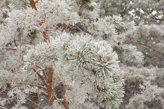 close-up branches of pine, covered with hoar-frost