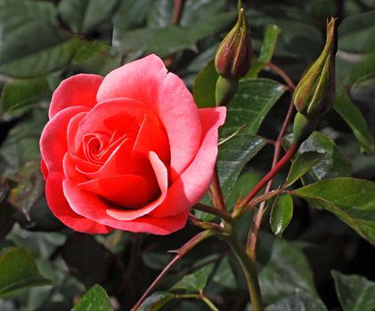 Dublin Bay is a climbing rose.
