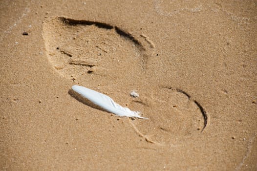 Footprint and feather in sand at the Baltic sea