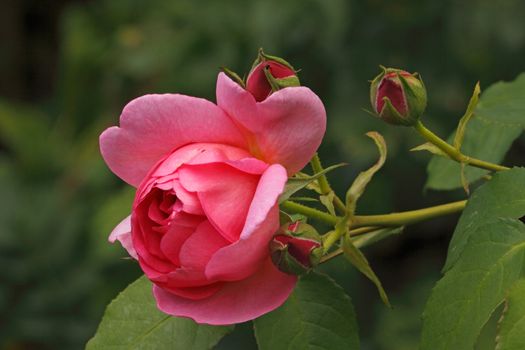 The rose Hero is a beautiful shrub with a pink flower.