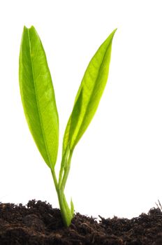 young plant isolated on white showing growth ecology or hope concept