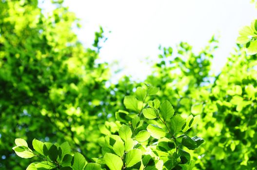 green spring or summer leaves with copyspace