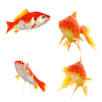 goldfish collection or group or fishes isolated on white background