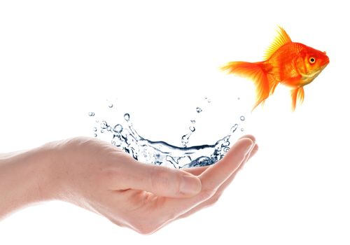 freedom free flee or escape concept with goldfish and hand