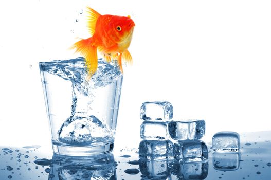 goldfish in cocktail drink glass and water showing bar flee free or jail concept