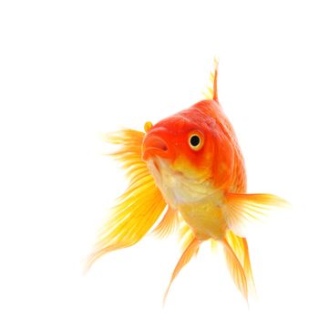 goldfish or fish isolated on white background