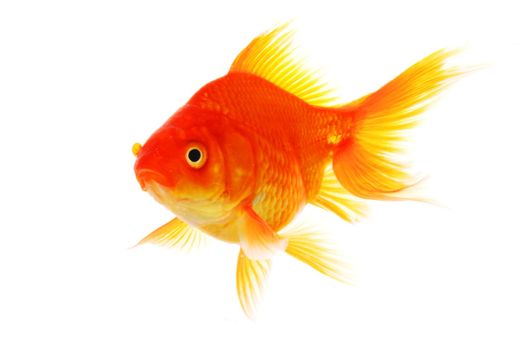 goldfish isolated on white showing success or job search concept