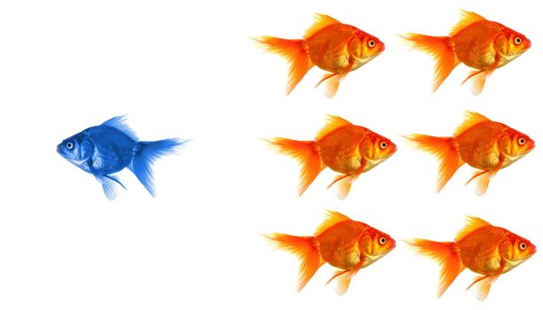 standing out of the crowd concept with individual successful goldfish