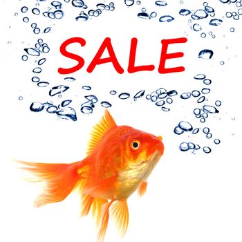 sale marketing or shopping concept with goldfish on white
