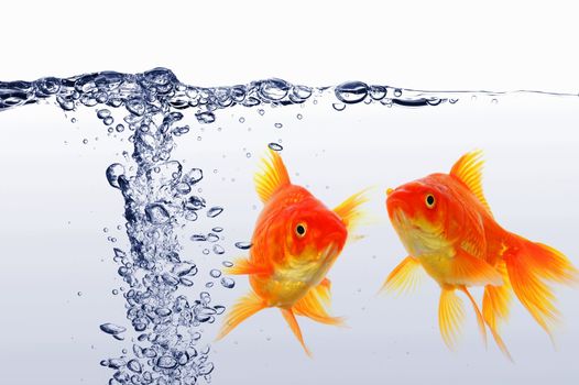 goldfish swimming in water or fishtank with air bubbles
