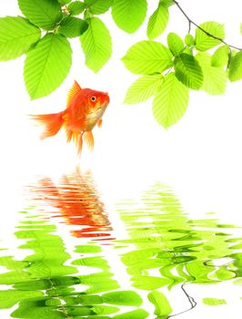 goldfish and green leaves with water reflection showing nature or spa concept