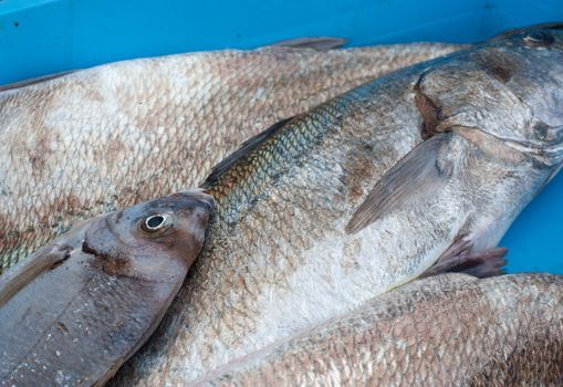 Fresh catch on display at a fishing harbour