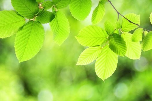 summer or spring nature concept with green leaves and bokeh