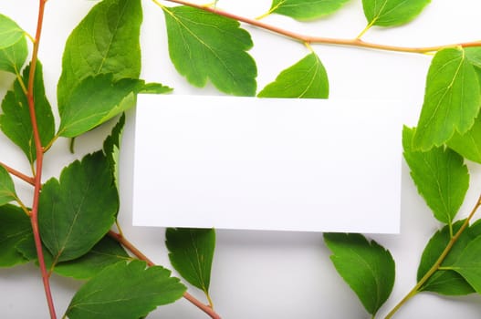 paper card with copyspace and green summer leaf