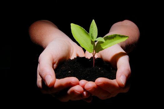 young plant in hand showing concept of youth and growth