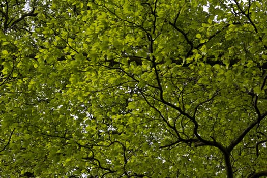 High above me stands a canvas of a multitude of freshly opened green leaves on a fine Spring day
