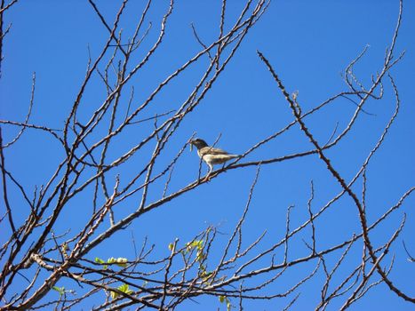 Sparrow with caterpillar on branch over blue sky