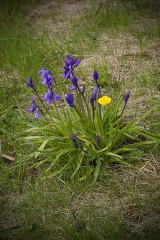 A strange combination of a single buttercup growing amidst a clump of bluebells