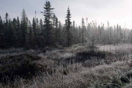 Creepy sunrise over a foggy and frozen forest